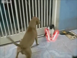 1998186-20151009-24zUSV.gif