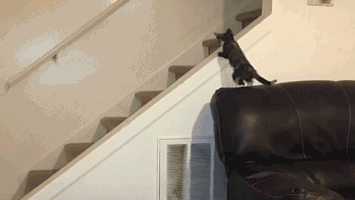 2029166-20151110-3ZHfKM.gif