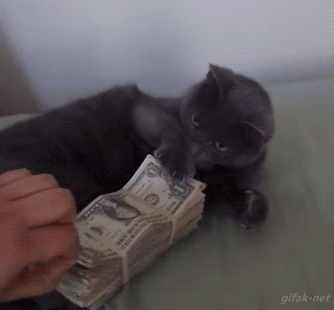 tumblr_o4rgyvYg121rflk6co1_400.gif
