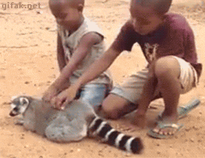 giphy.gif