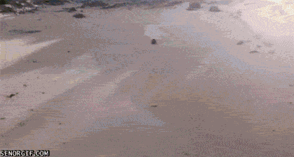 gifs_06.gif