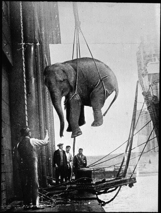 1930-as_evek_eleje_cirkuszi_elefant_erkezett_hajon_newcastle_upon_tyne-ba_anglia.jpg